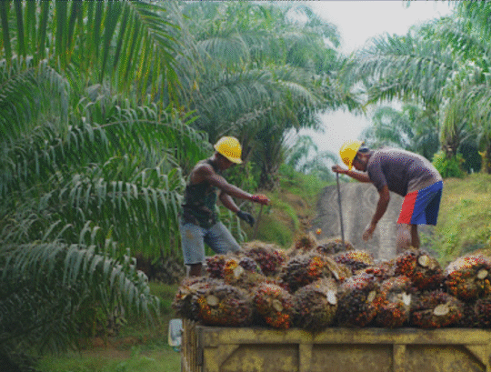 Outgrower and Value Chain Fund Phase I