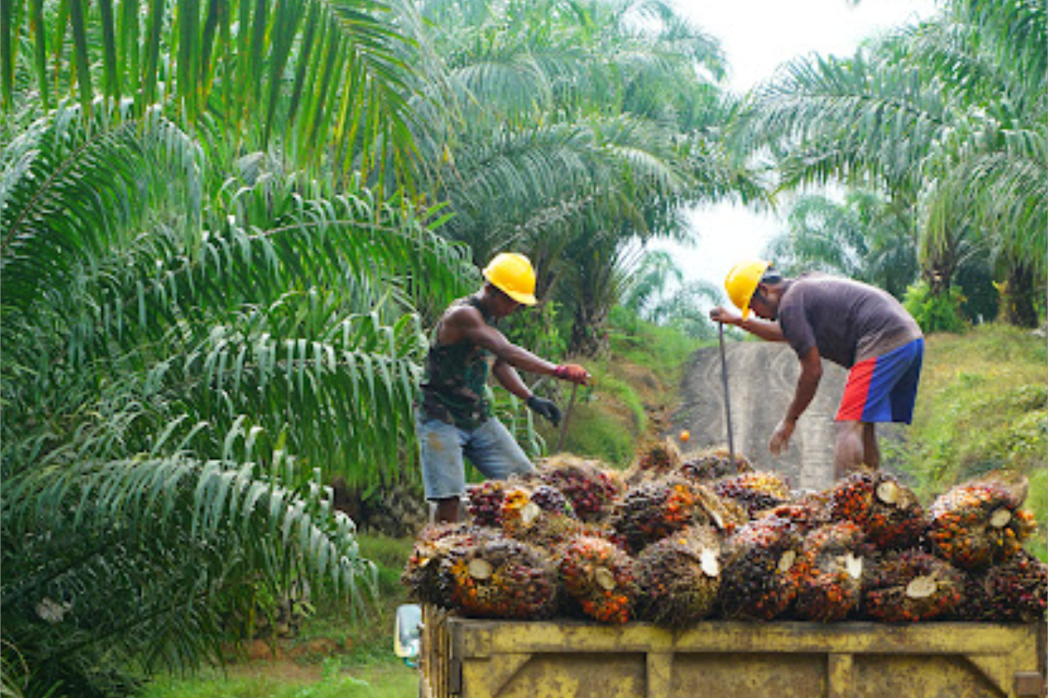 Outgrower and Value Chain Fund Phase I Body