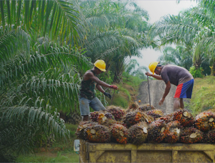 Outgrower and Value Chain Fund Phase