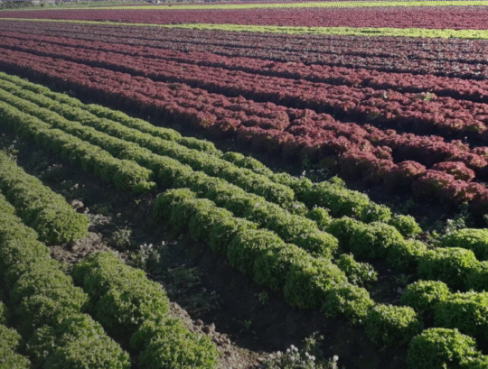 Programme for the Promotion of Perennial Crops