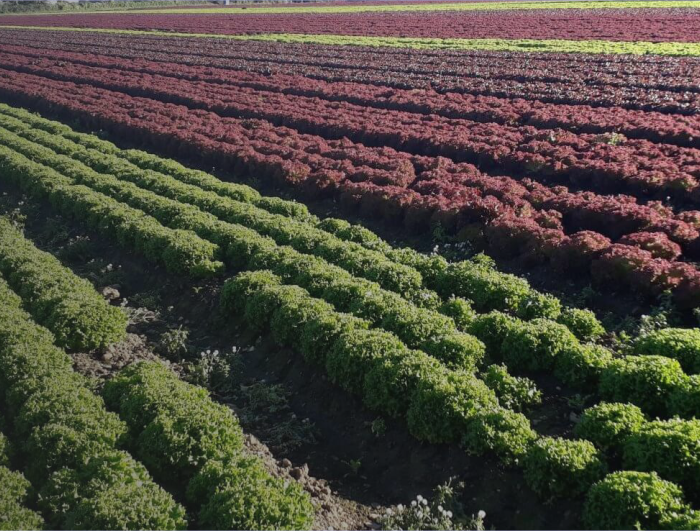 Programme for the Promotion of Perennial Crops