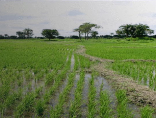 Rice Sector Support Project