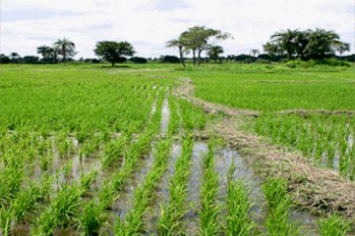 Rice Sector Support Project Body