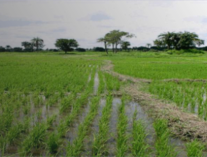 Rice Sector Support Project